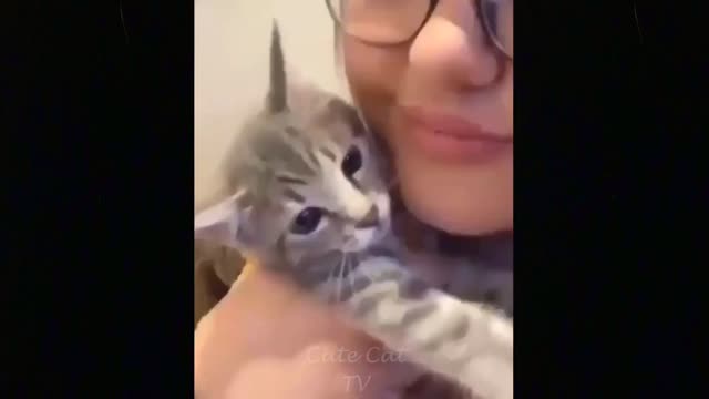compiled from the best funny cat videos