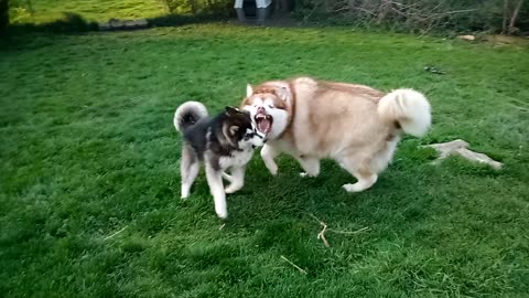 Avalanche runs with Luna after wrestling (Alaskan Malamute)