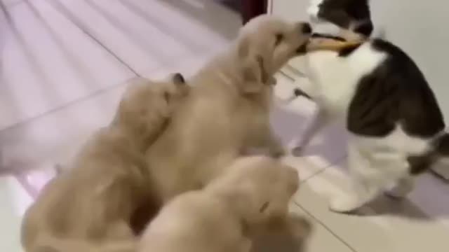 It seems that the cat is not very happy with the new