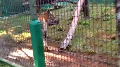 Tiger and sussuaranas Zoo de Cascavel Brazil