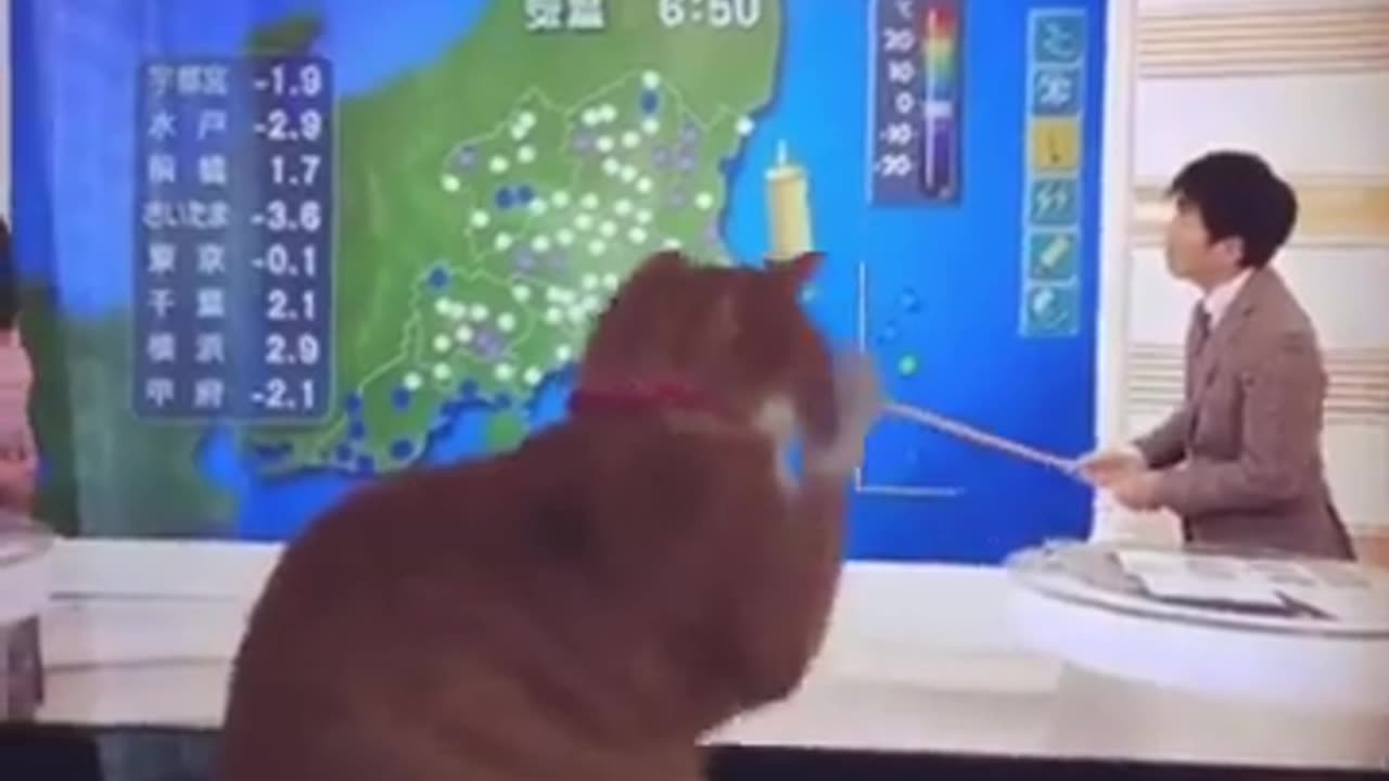 Funny cat moment