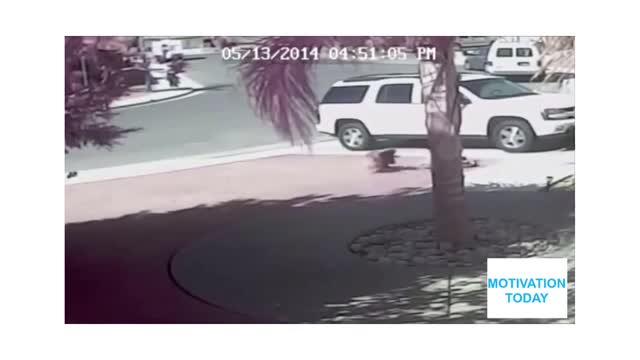 Brave Cat Save a Child From Dog Attack