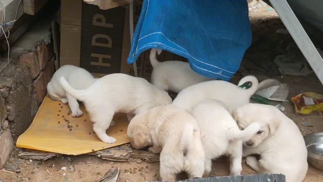 7 hungry puppies were abandoned by their mothers and had to turn around and ate the harsh dog food