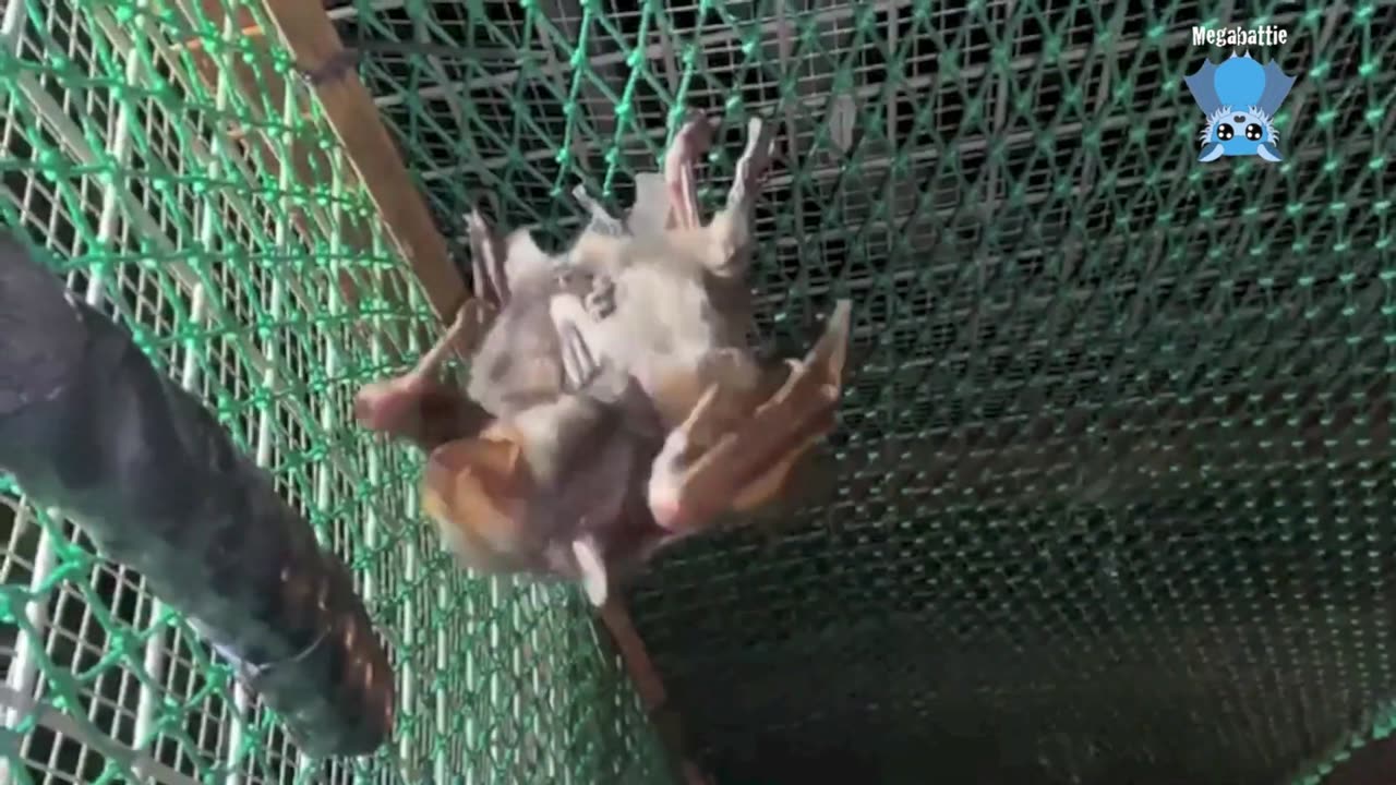 Rescuing a flying-fox pup on powerlines this is Tarni