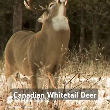 Canadian Whitetail Deer
