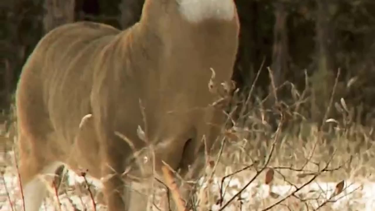 Canadian Whitetail Deer