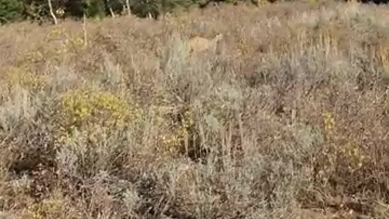 Mountain Lion stalks elk hunter in Idaho. Saved by Glock27 warning shot's