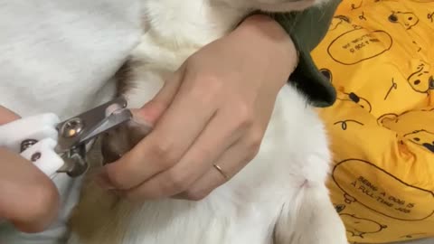 A puppy who has no idea about cutting its claws