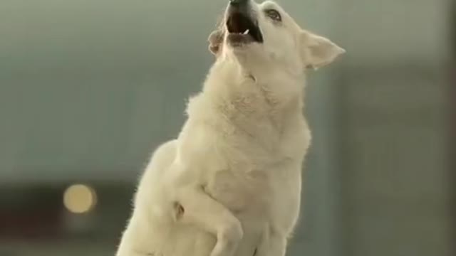 good puppy