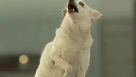 good puppy