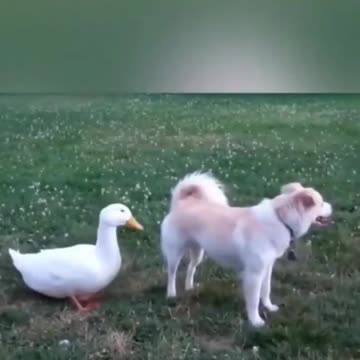 Funniest Animals 2024 Funniest cat and Dogs Part