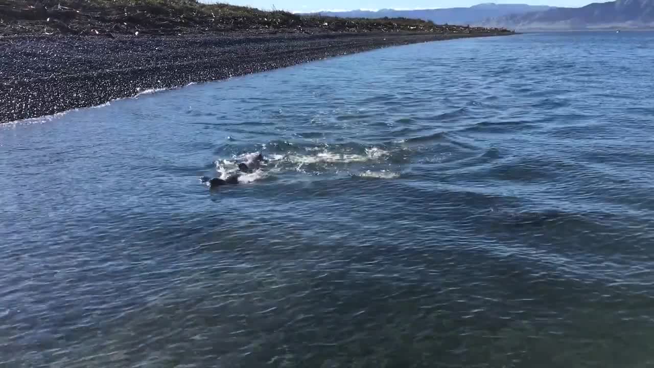 Family of Seals Swim Together