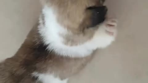 Funny animal vedio