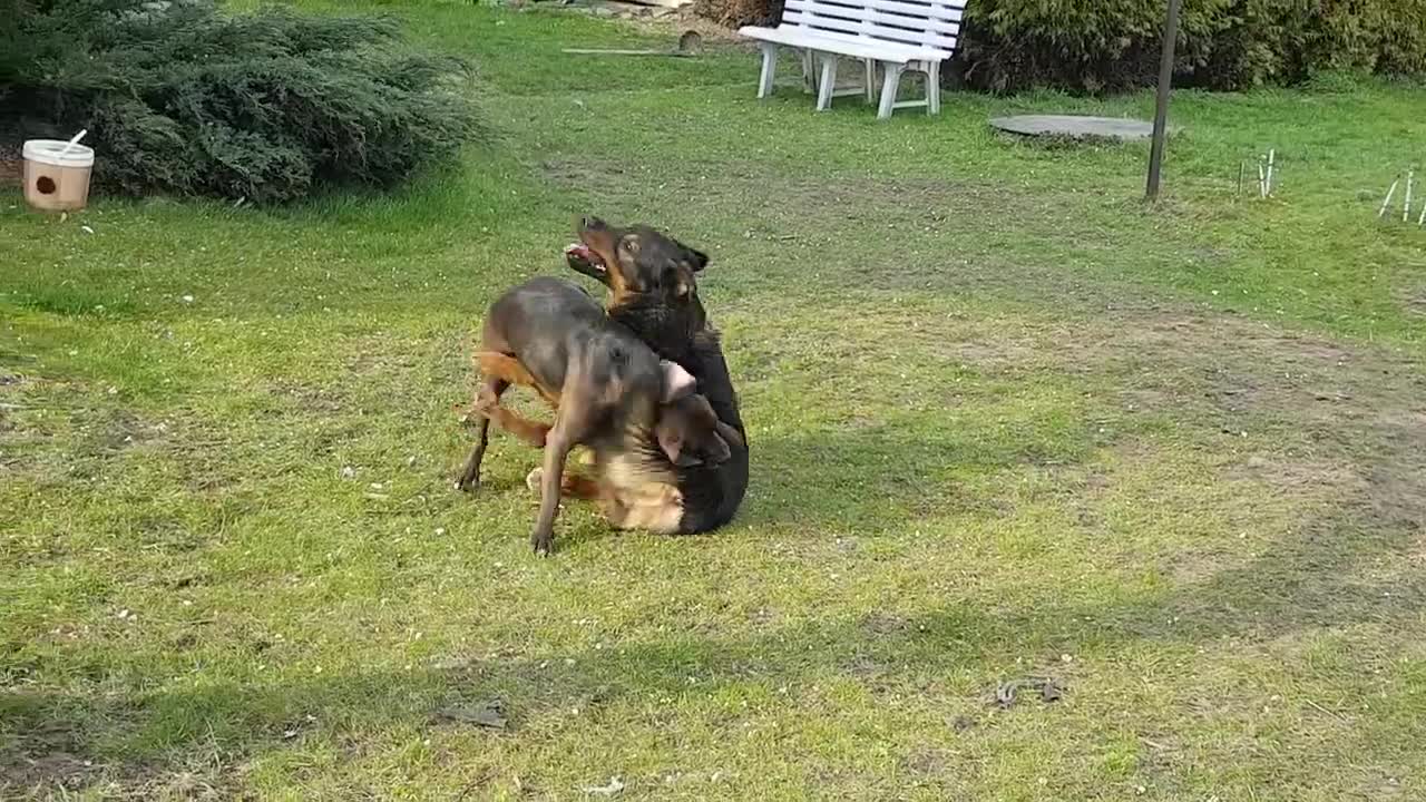 My dominant female. It's Brazilian jiu jitsu of dogs D Moje dominantní samice. Je to psí BJJ souboj