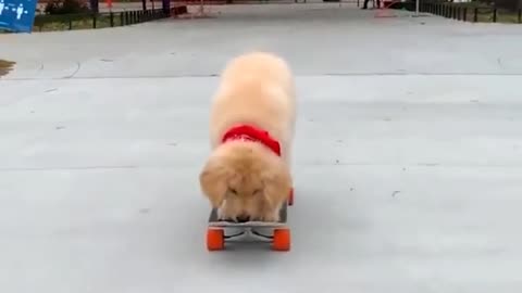Baby Dogs -Funniest and Cutest Labrador Puppies