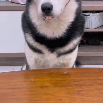 Funny Animal | Huskies are the best 😂. Another husky funny videos comp.