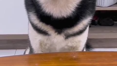 Funny Animal | Huskies are the best 😂. Another husky funny videos comp.