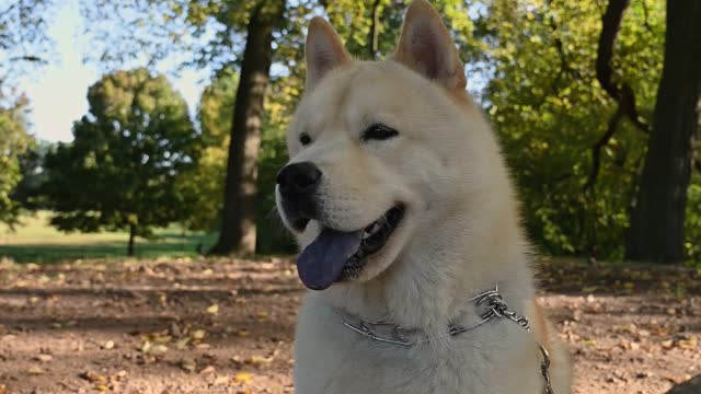 Well this is a very cute beautiful dog