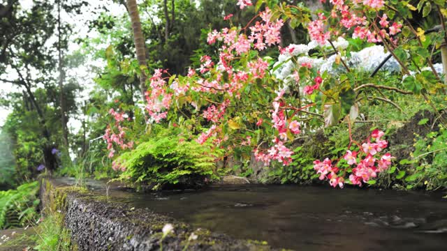 Beautiful Flowers #