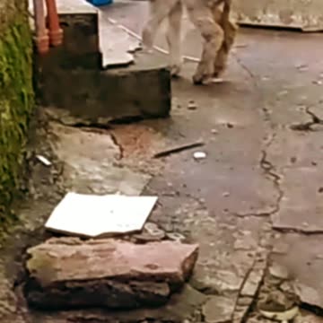 La visita del corderito de una vecina (18/08/2024)