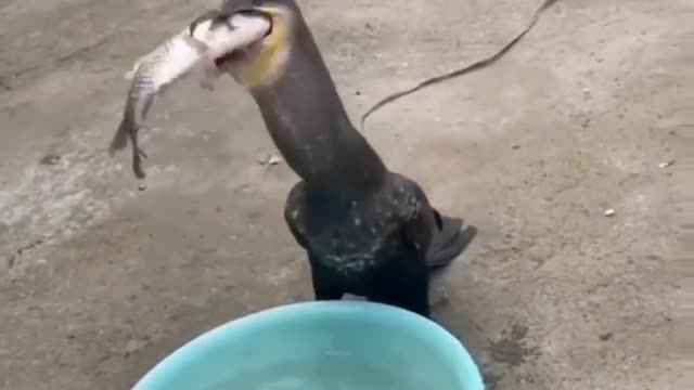 Cute animal behavior makes you happy