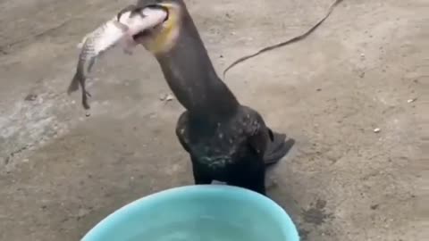 Cute animal behavior makes you happy