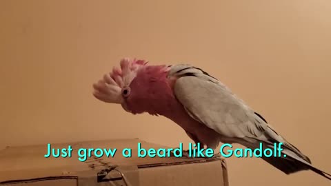 COCKATOO RANTS FOR 3 MINUTES STRAIGHT, SAYS HE'S PISSED OFF