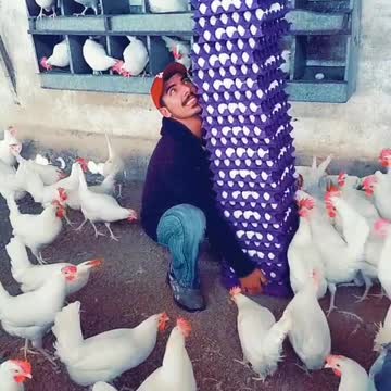 funny|prank|jokes|funny jokes|dad jokes|funny memes|funny video|fun|laughing|funny animal|knock