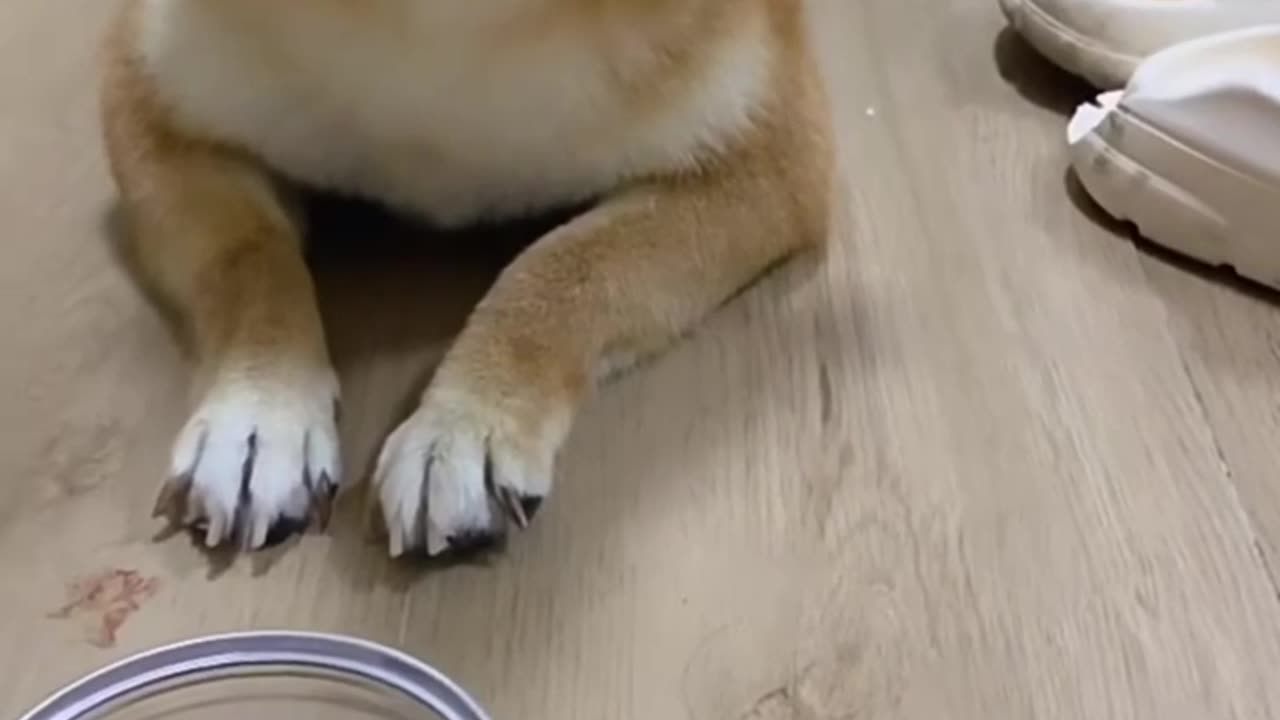 Funniest Animal Videos Compilation 2024