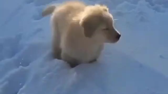 Cachorrinho De Neve