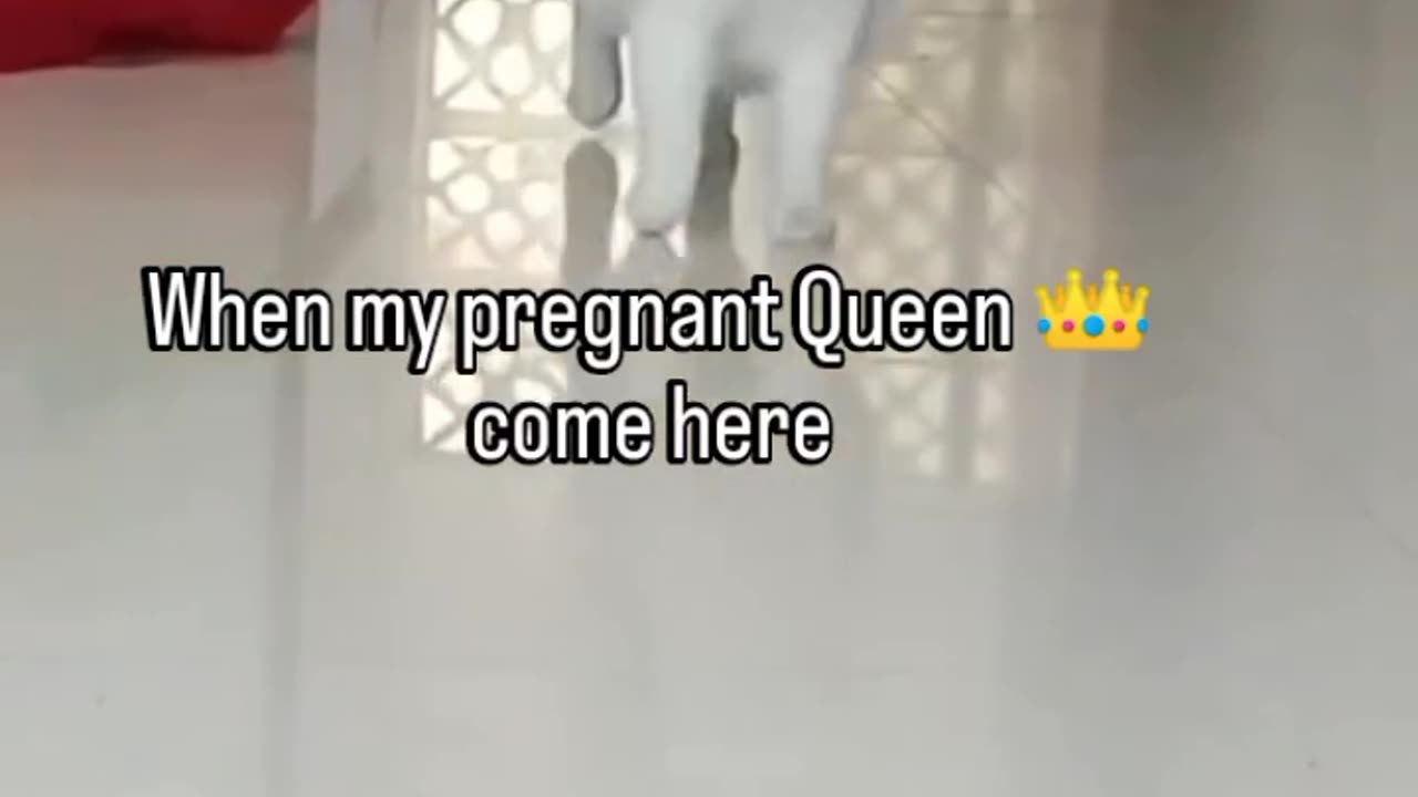 When my pregnant queen walk 😂😆