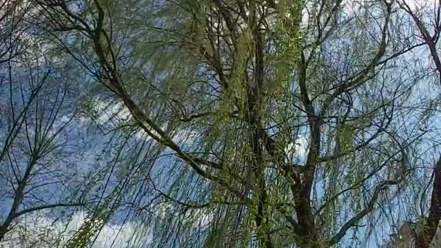 Spring trees and sky