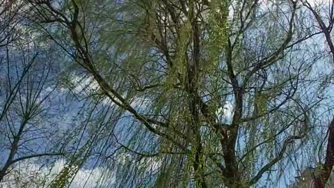 Spring trees and sky