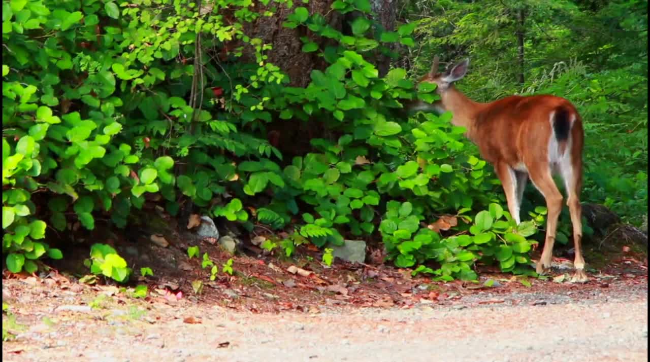 Cute baby deer wonderful