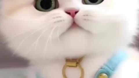 Meow 13 😍😍