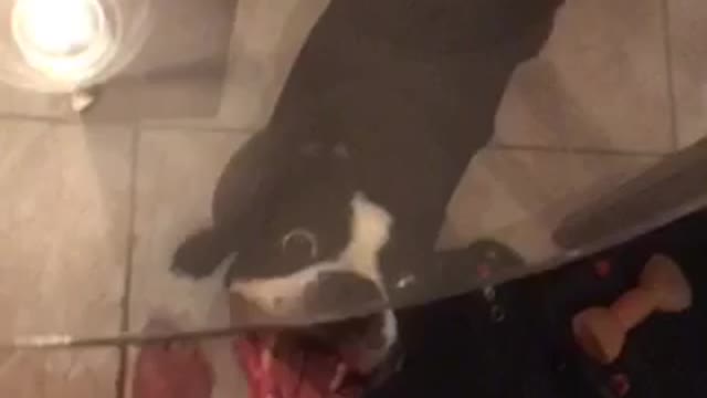 Dog Sings for Dad's Birthday