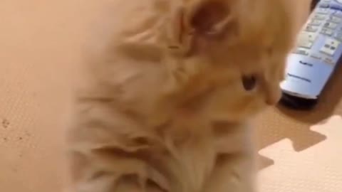 Funny Cat Video Compilation