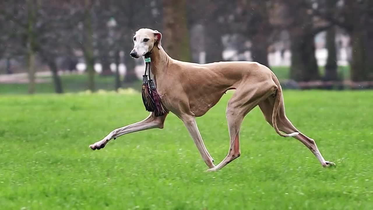 15 Most Expensive Dogs in the World