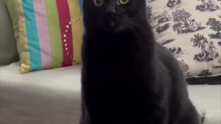 Adopting a Cat from a Shelter Vlog - Precious Piper Sitting Pretty #shorts