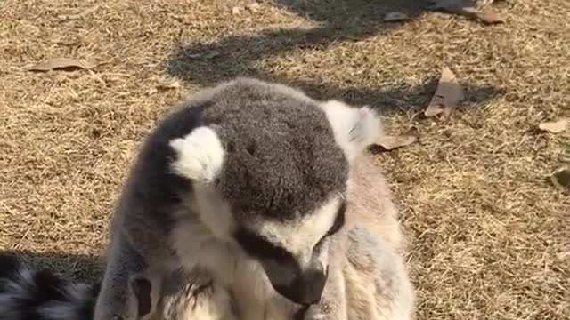 The adorable ring-tailed lemur