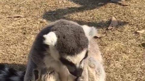 The adorable ring-tailed lemur