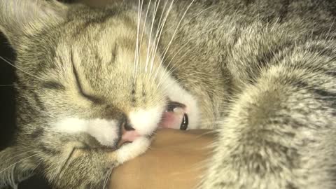 Cute Cat sleep-biting me !