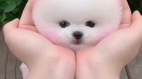 Meet the Cutest Puppies: A Day in Puppy Paradise!