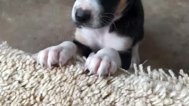 Puppy reacting to be awake