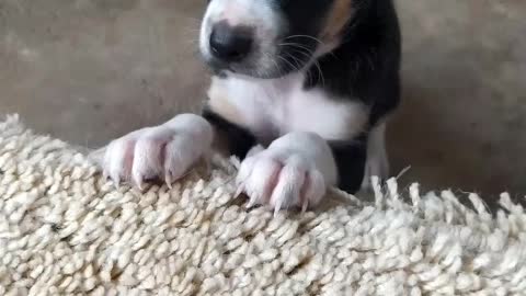 Puppy reacting to be awake