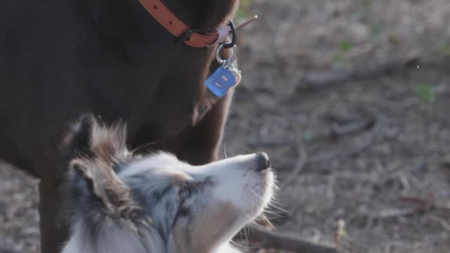 Feeding and petting my dogs