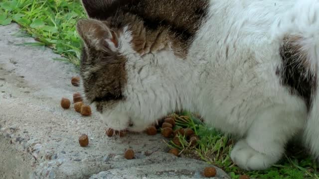 Beautiful cat eating food