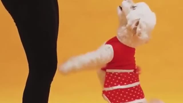 dog training videos for puppies