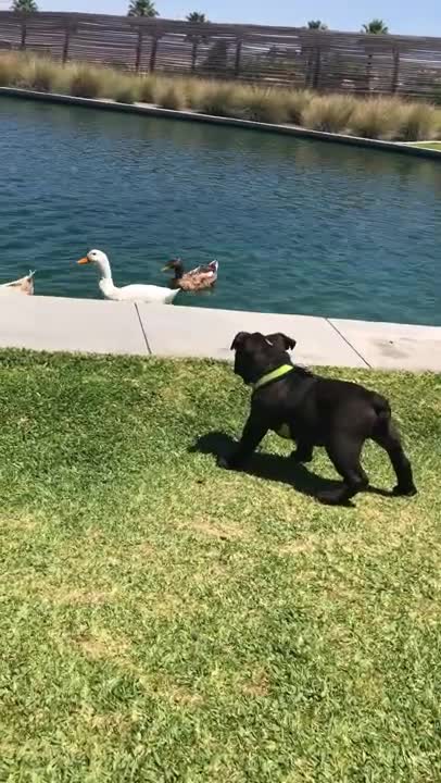 Black Dog Watching the Ducks