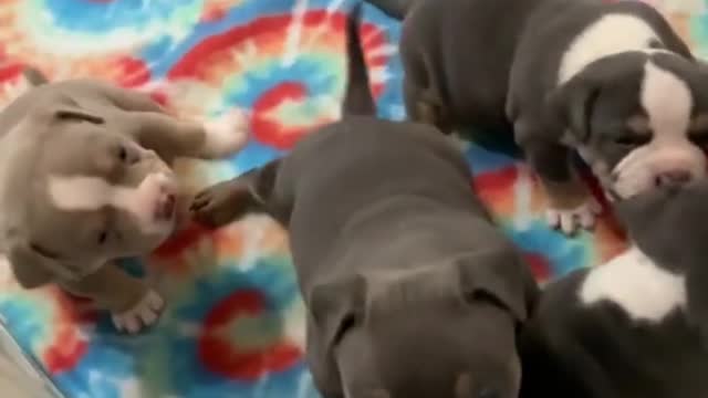 Bully Puppy